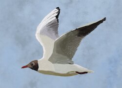 Black headed gull
